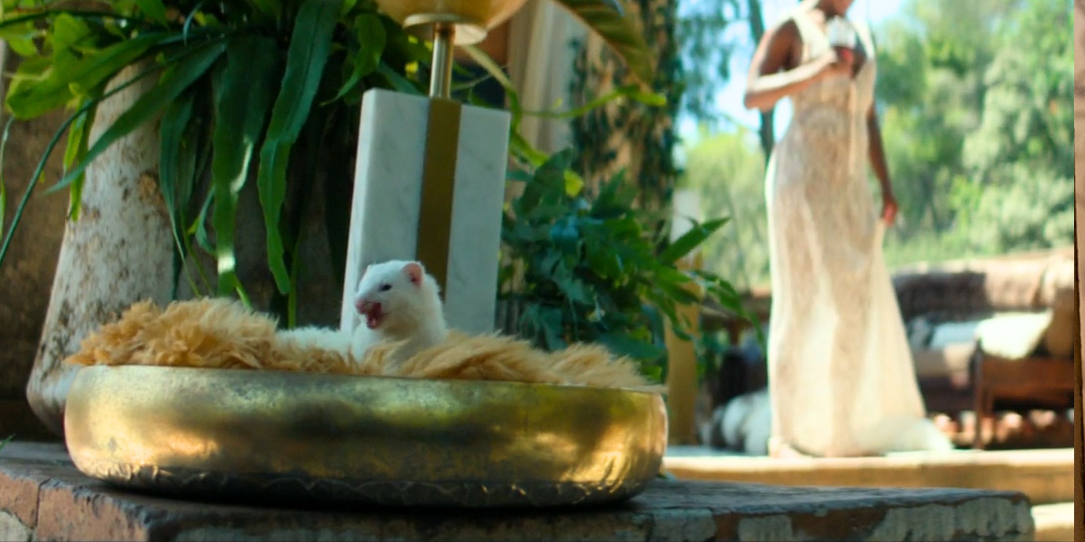 Ferret in Foundation