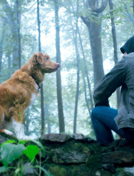 The Rookie Dog The Rookie: John Nolan & Lucy Chen's Past Relationship Timeline Explained