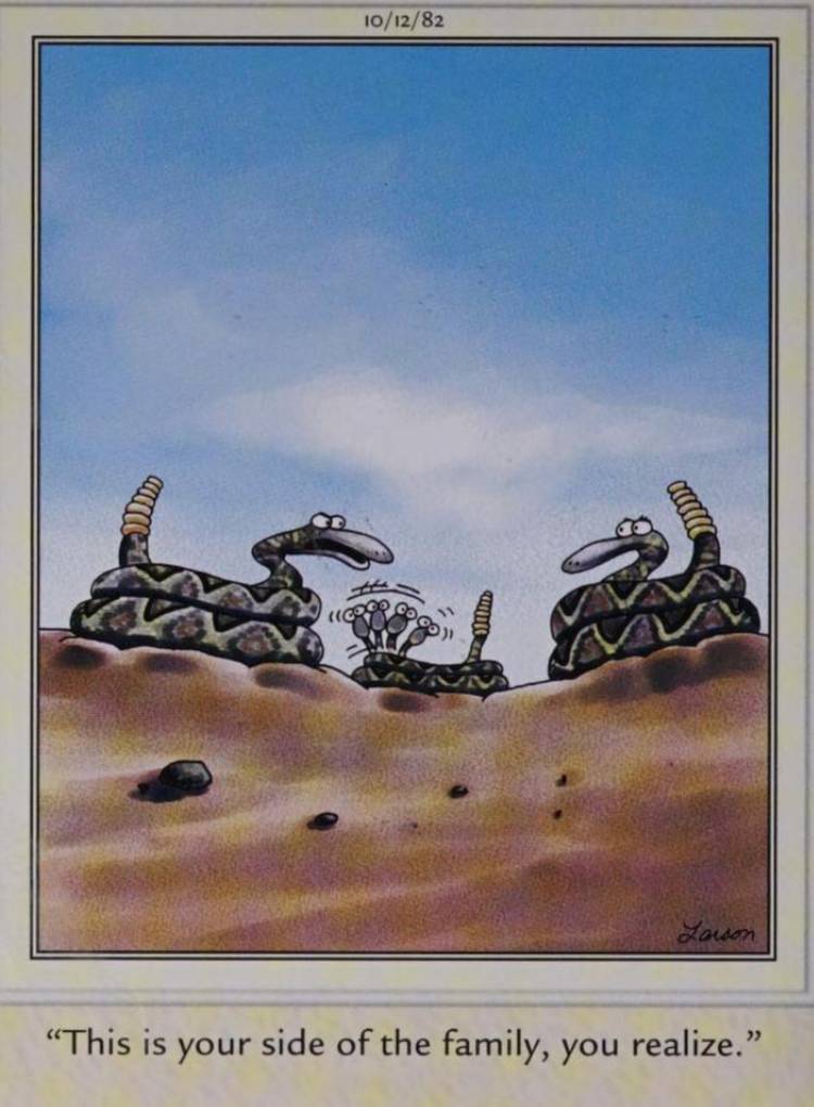 Far Side, October 12, 1982, a snake parent blames its spouse for their kid's rattling head