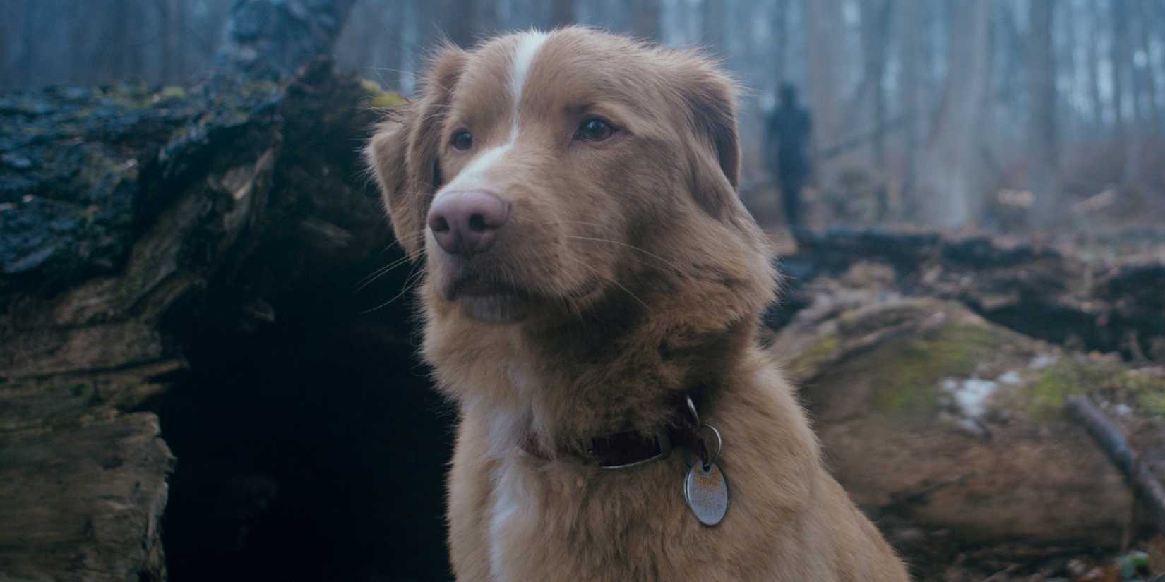 a dog sitting in the woods looking forward while a shadowy figure walks in the distance behind it in Good Boy