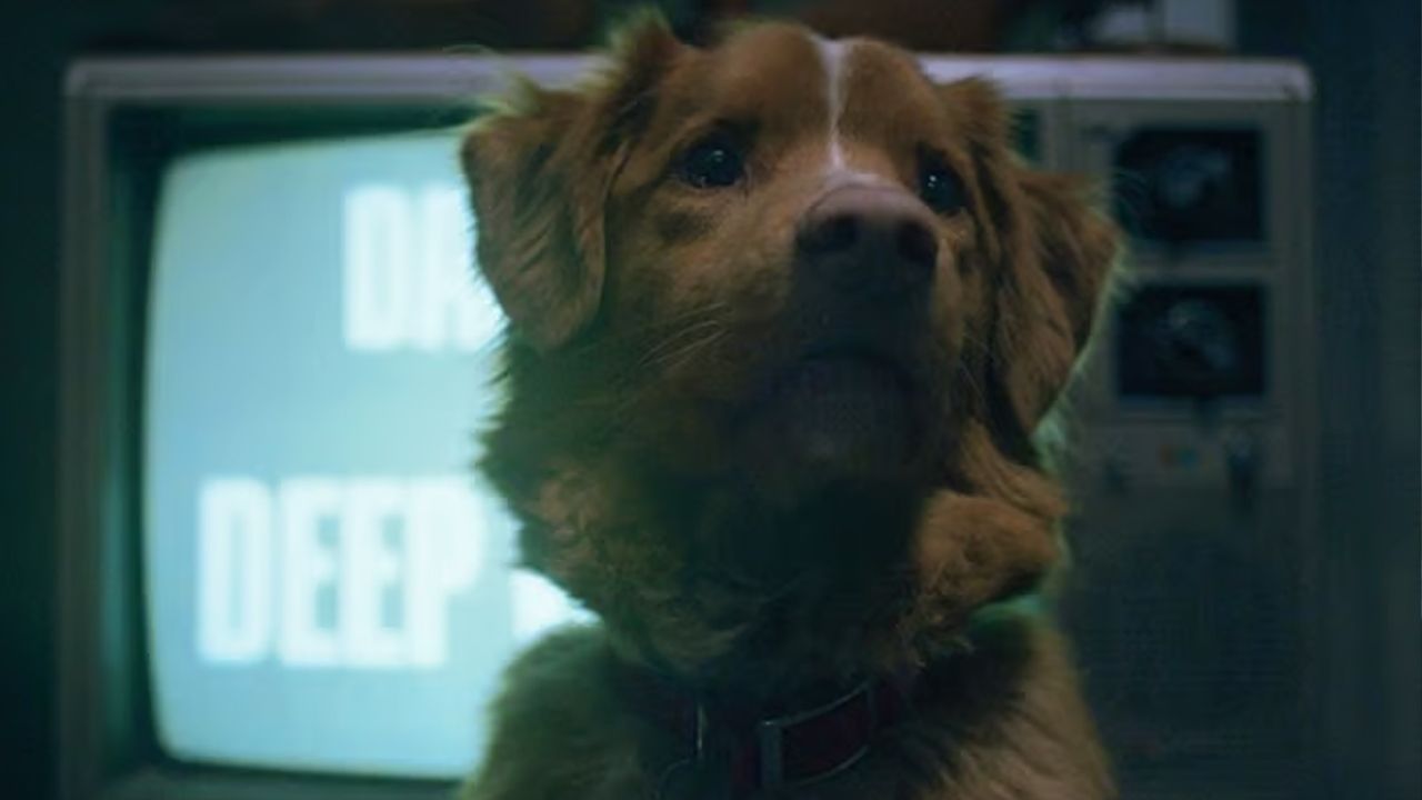 Indy em close no filme Good Boy