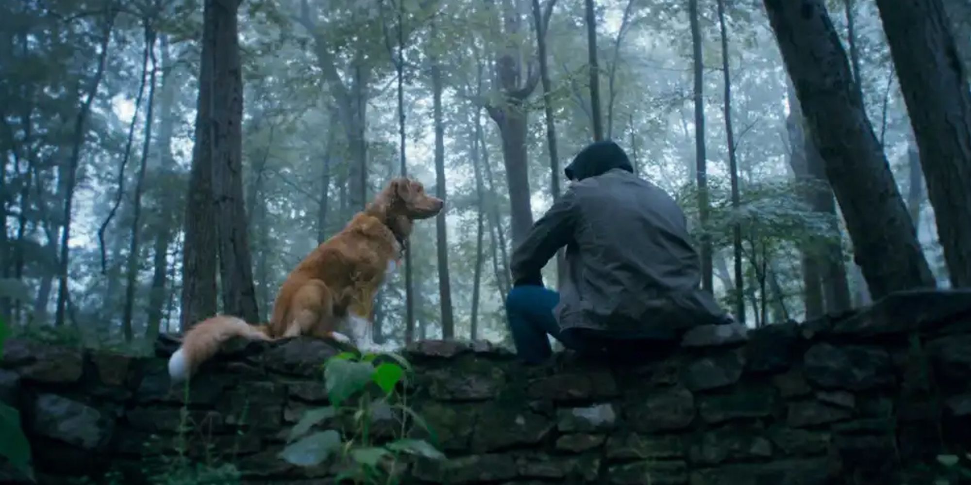 Cão protagonista do filme Good Boy