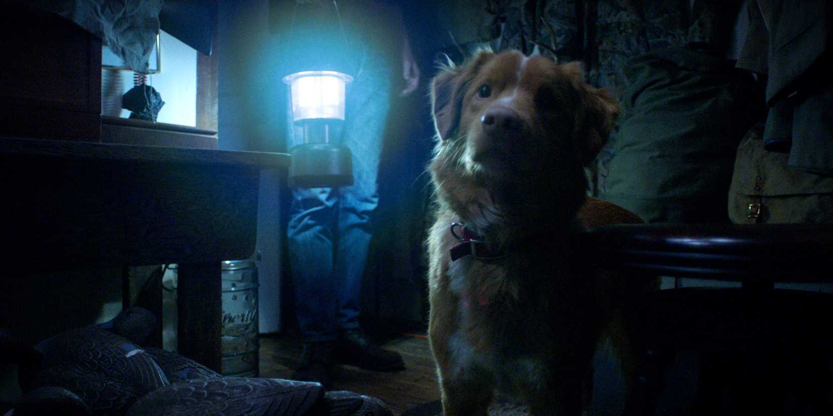 good boy movie still dog