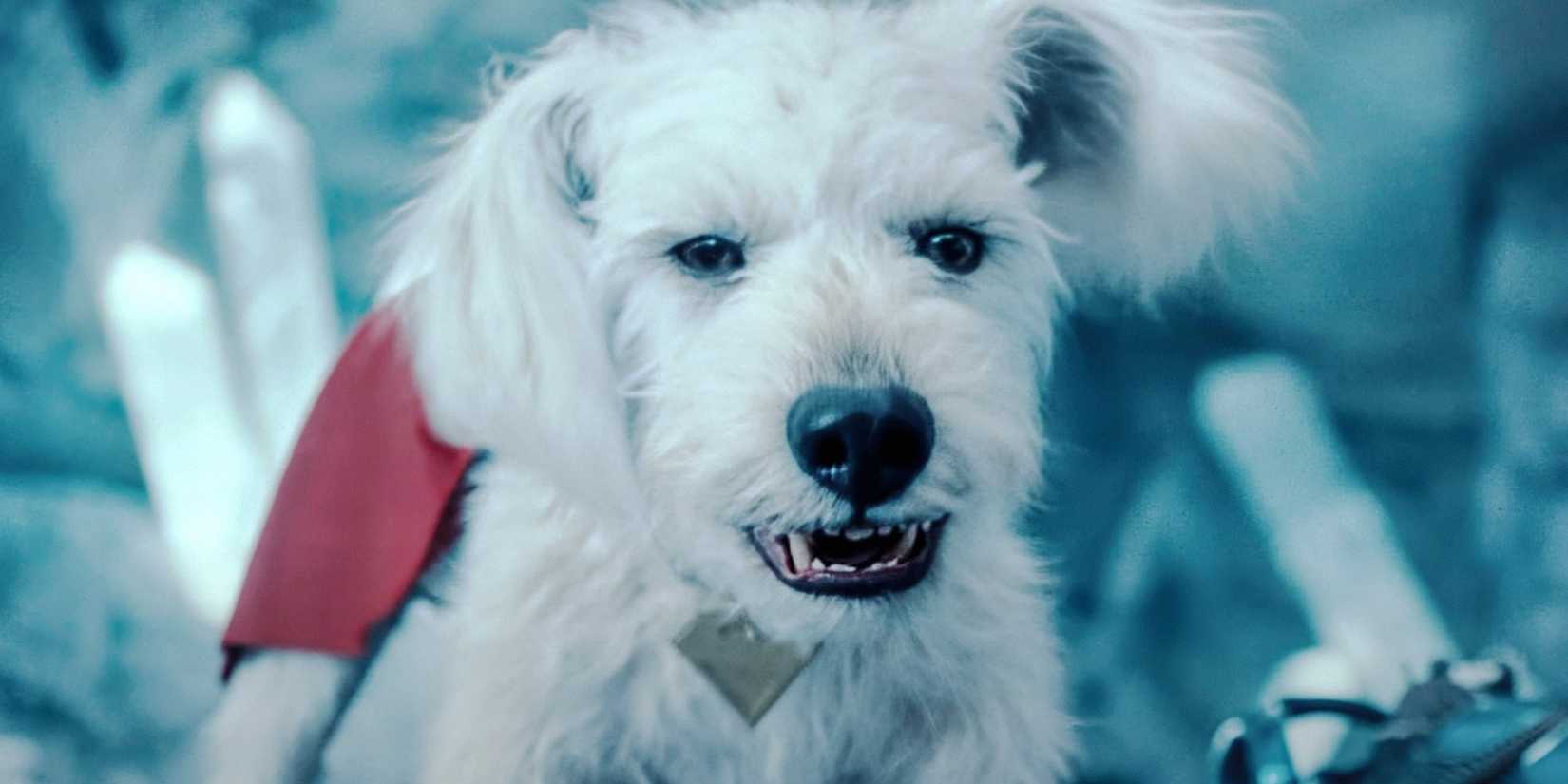 Krypto mostrando os dentes no filme Superman do DCU