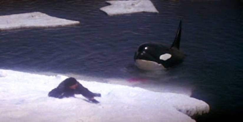 Orca Slide The Jaws Ripoff That Became A Cult Classic 48 Years Later