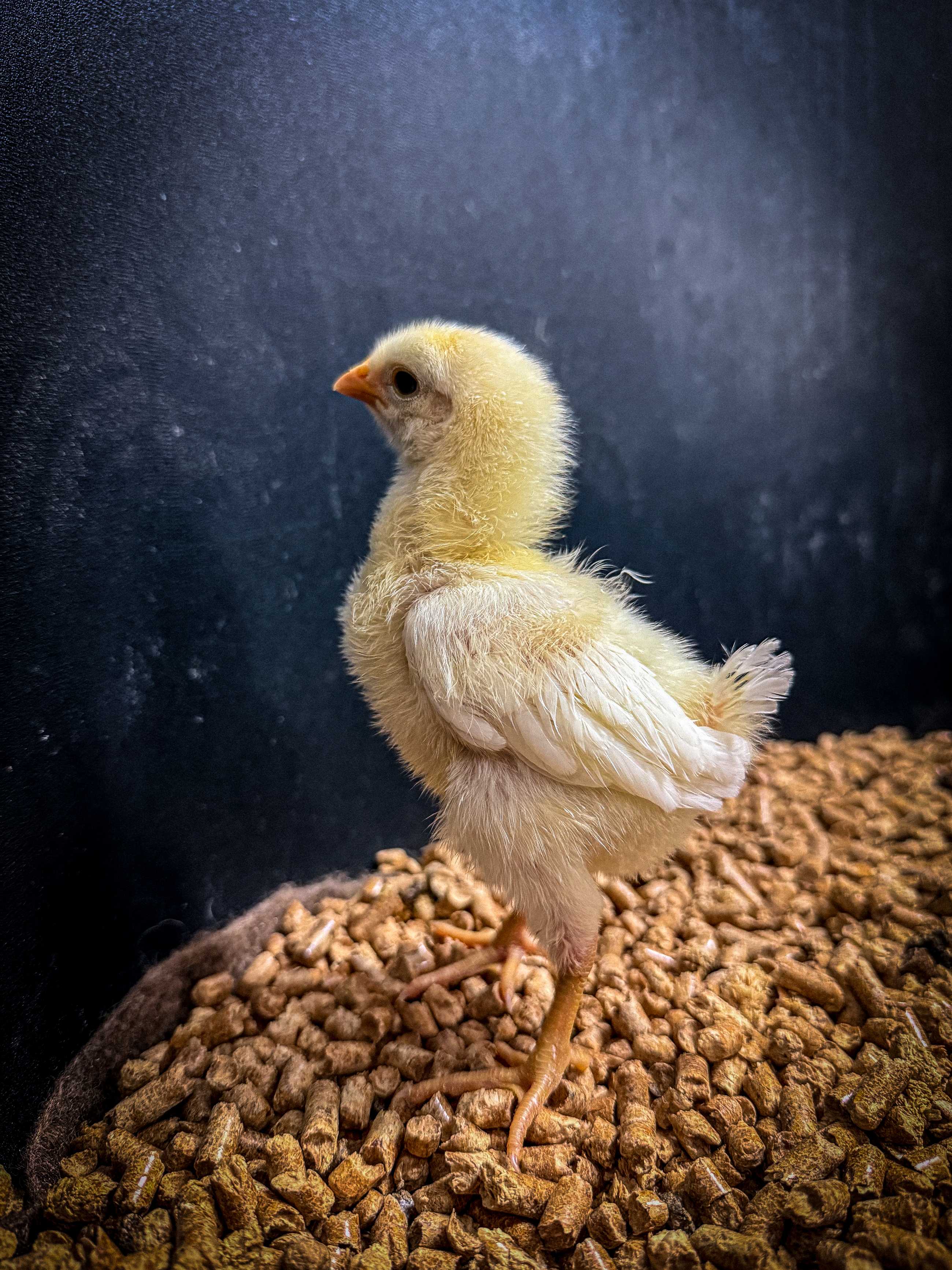 Breakthrough Brings Dodo De-Extinction Closer as Colossal Raises $120M