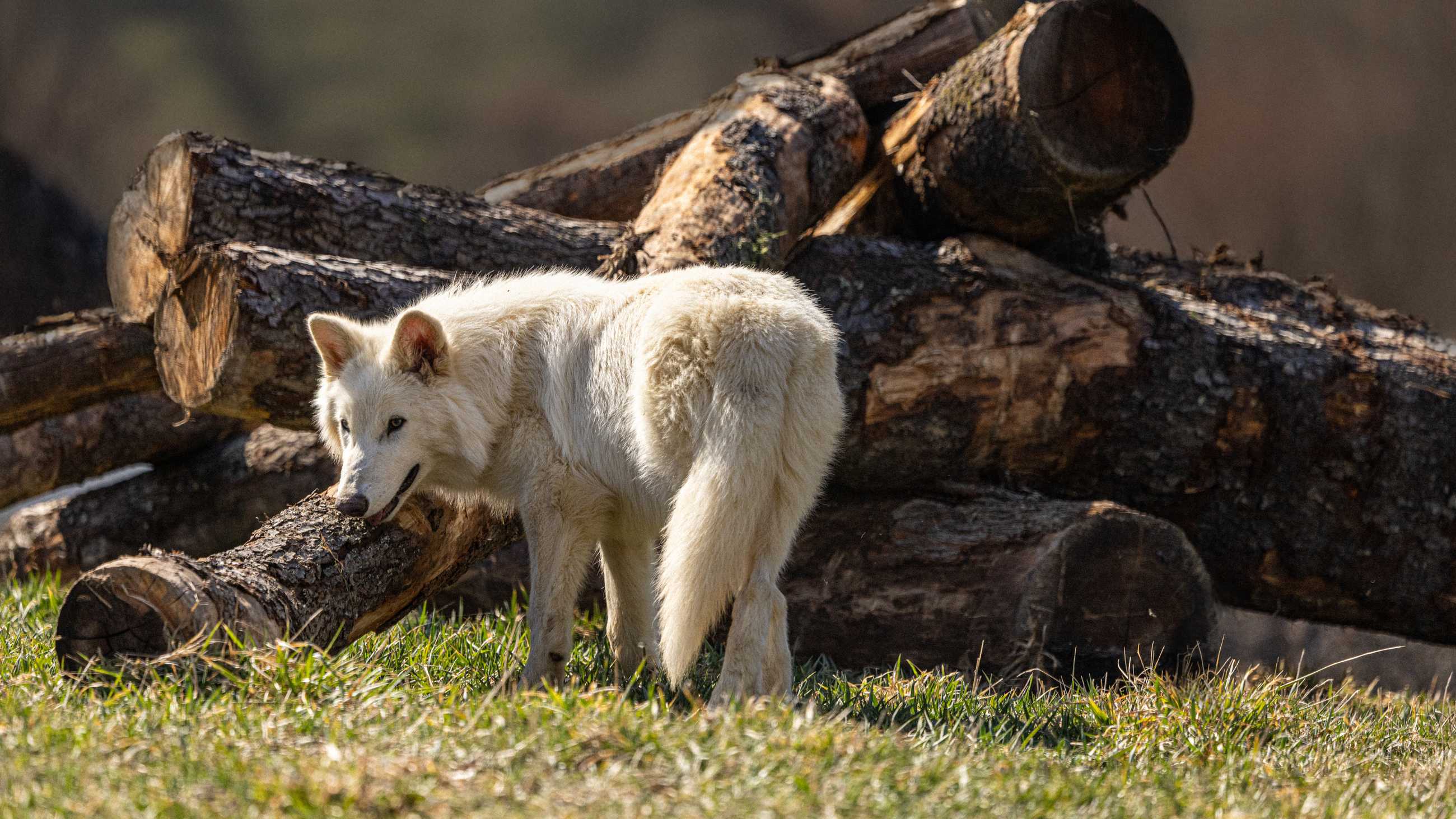 Colossal Wolves Exclusive Update: The Future of Colossal’s Dire Wolf Project Explained
