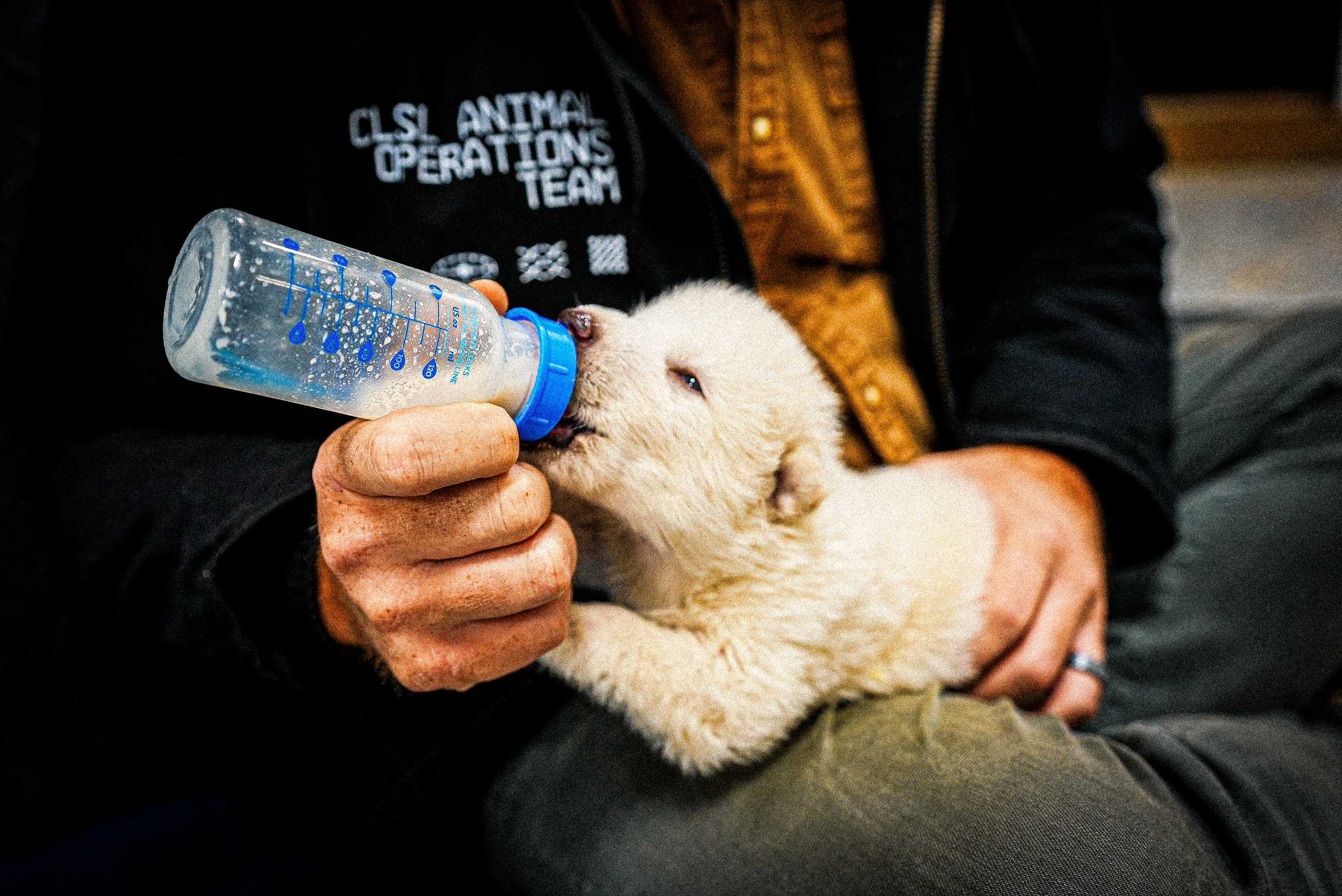 Exclusive Update: The Future of Colossal’s Dire Wolf Project Explained