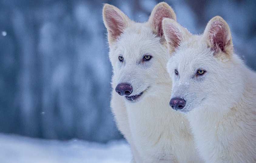 Dire Wolves Update Colossal Biosciences