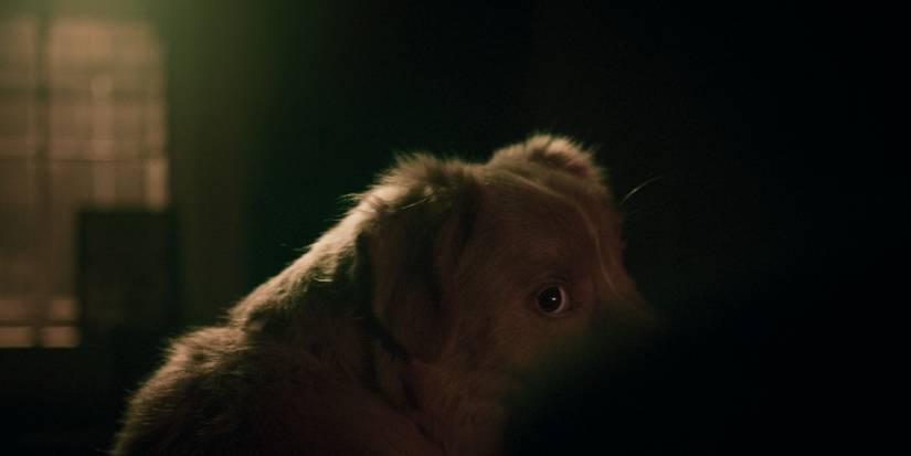 Dog in shadows