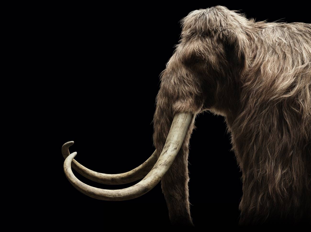 Mammoth Head Colossal Biosciences