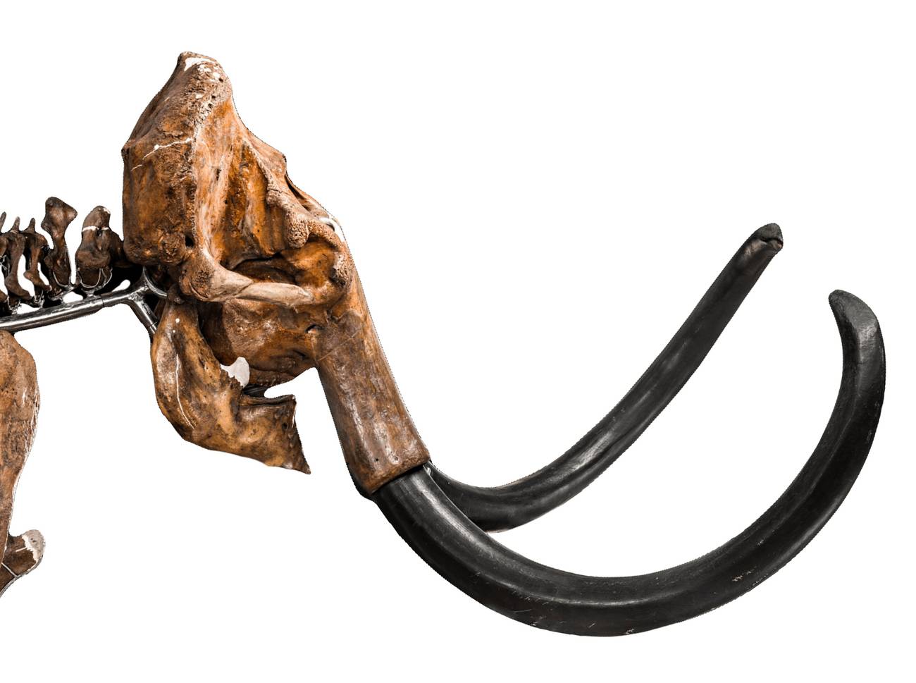 Mammoth Skull Colossal Biosciences