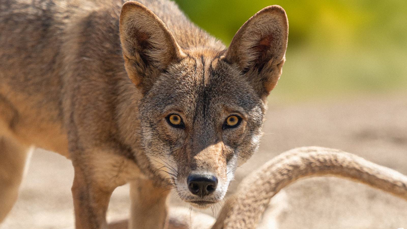 Exclusive: Photos and Update on Neka Kayda, the First Cloned Red Wolf, on Her First Birthday