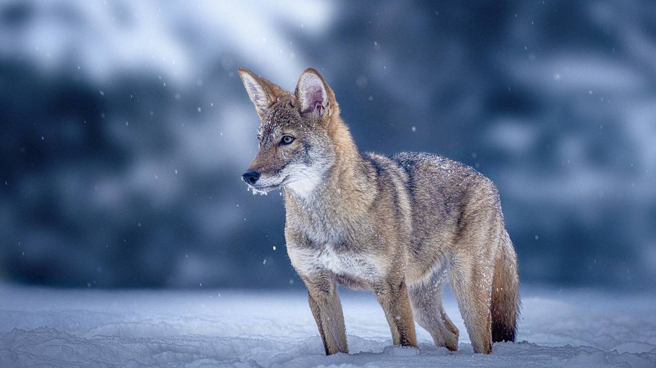 Red Wolf Clone 5 Months Colossal Biosciences