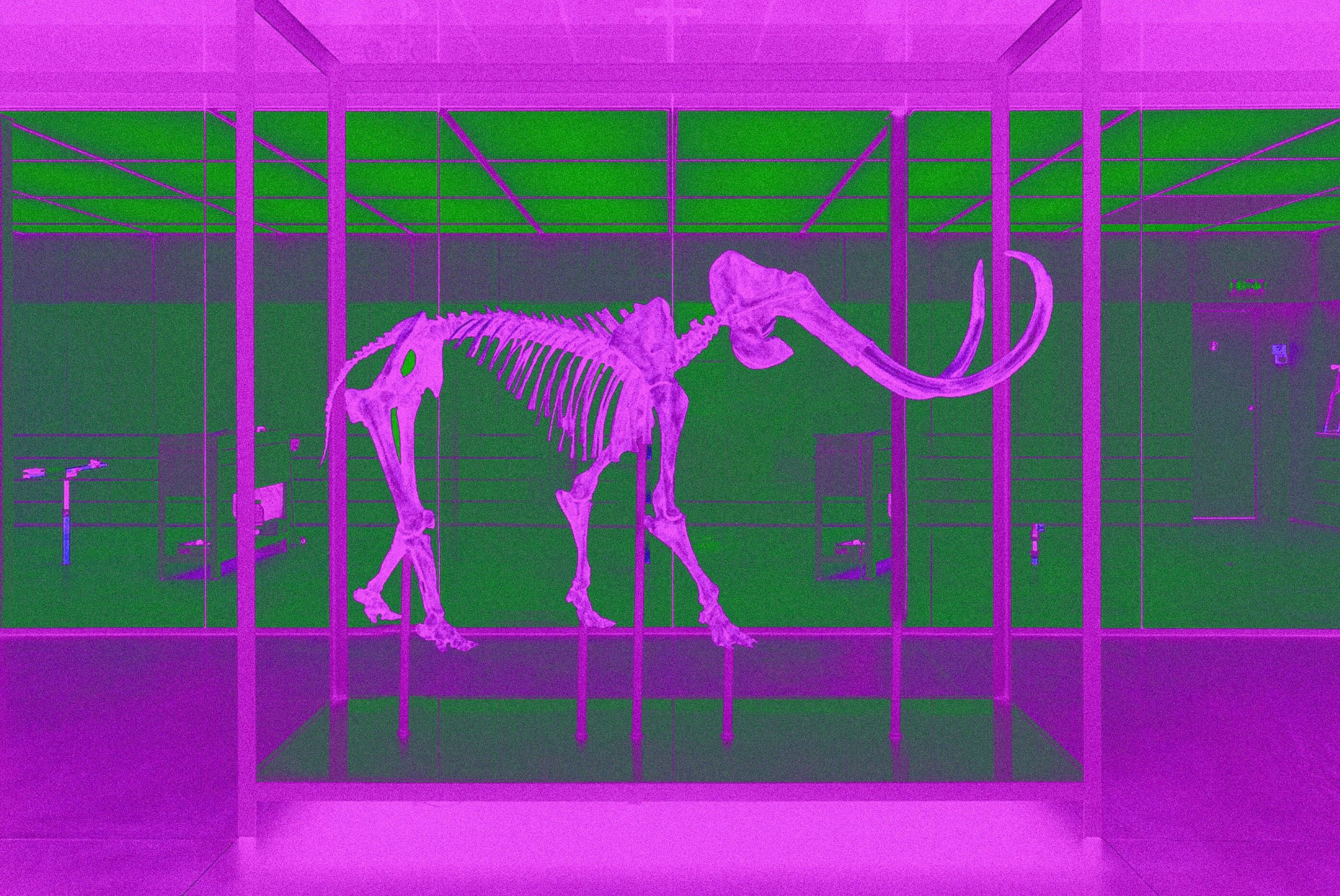 Radiografia X del mammut