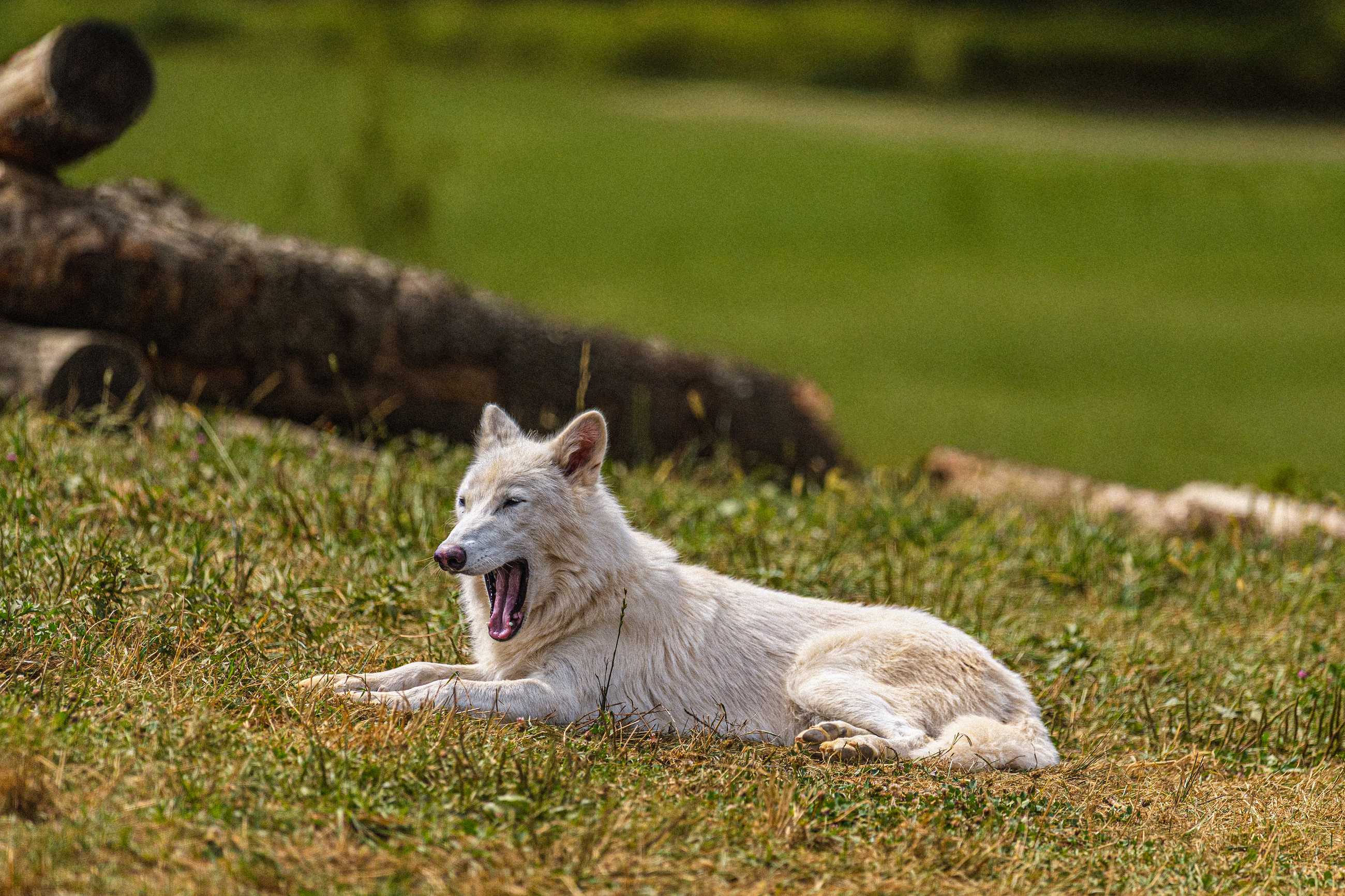 Die Wolves Colossal’s Dire Wolves Turn One: Inside The First Birthday of Romulus ...