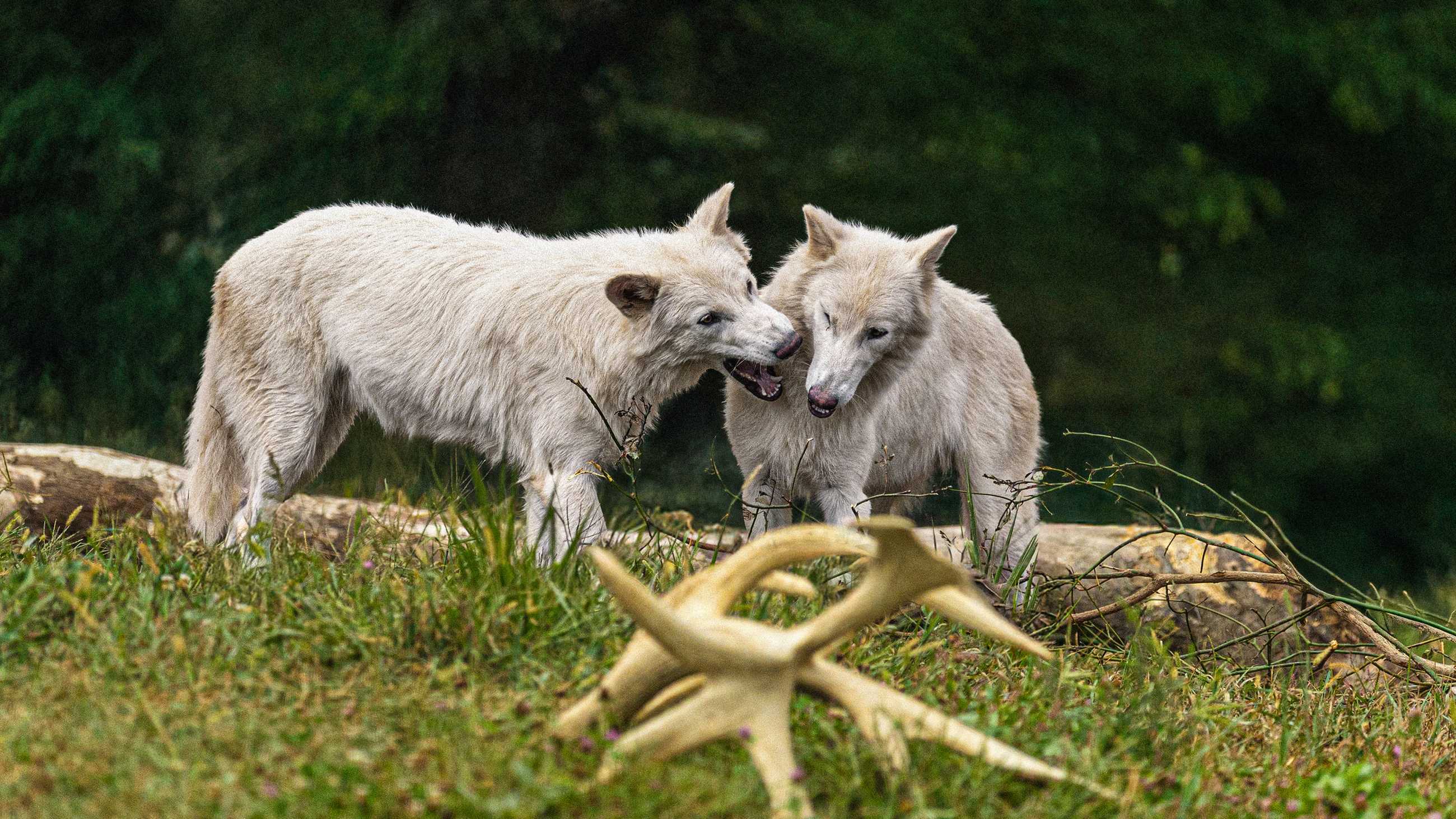 Dire Wolves Romulus Remus First Birthday