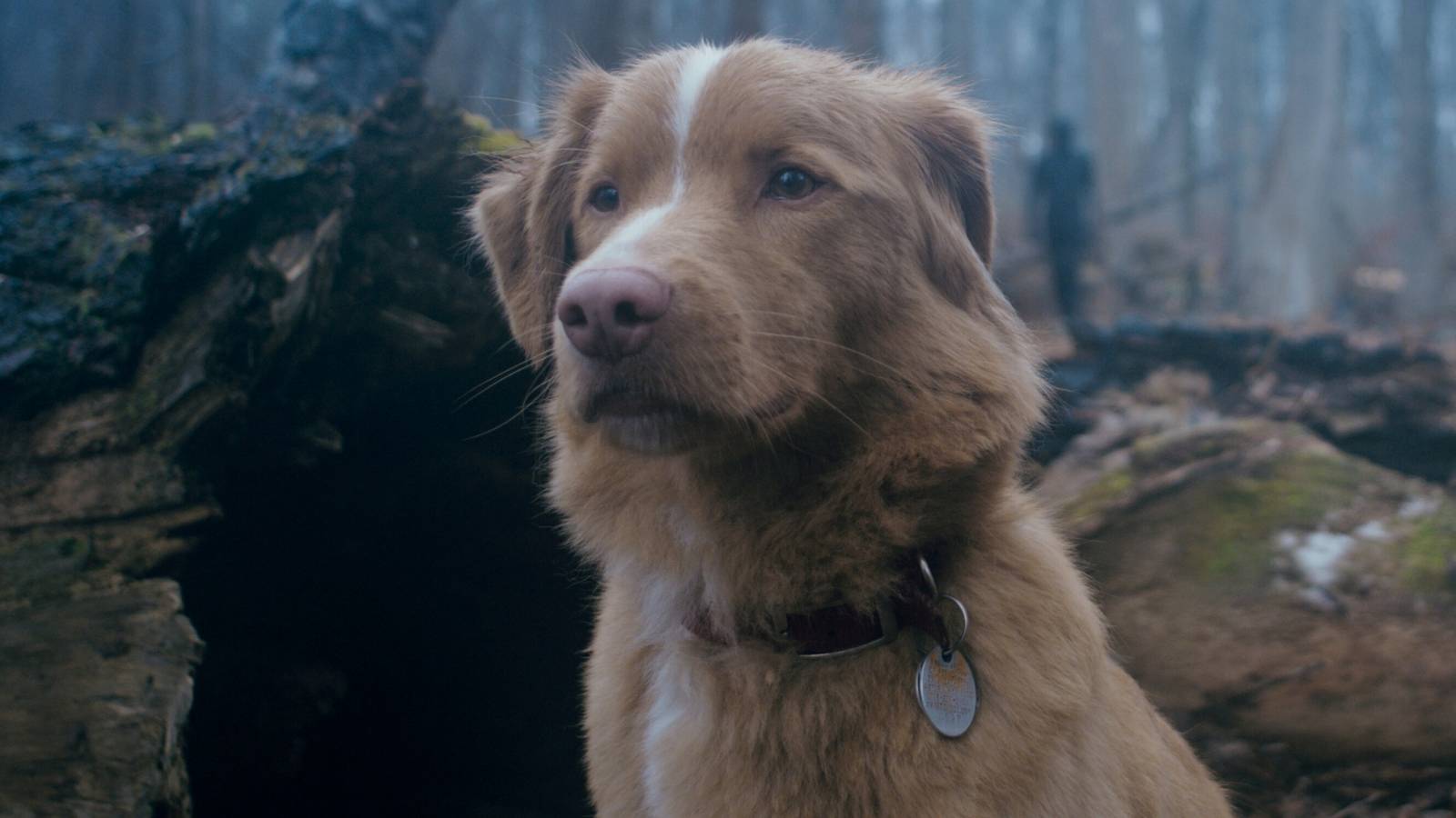 Indy The Dog From Good Boy Sends Letter To The Academy To Consider Him For Acting Nomination