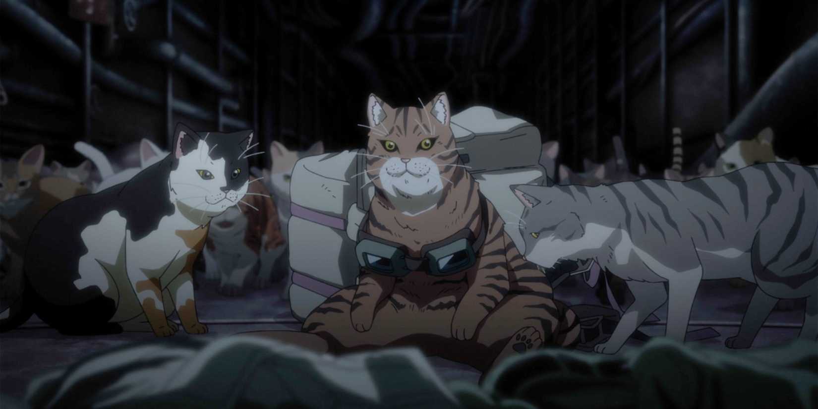 A group of cats in Nyaight of the Living Cat
