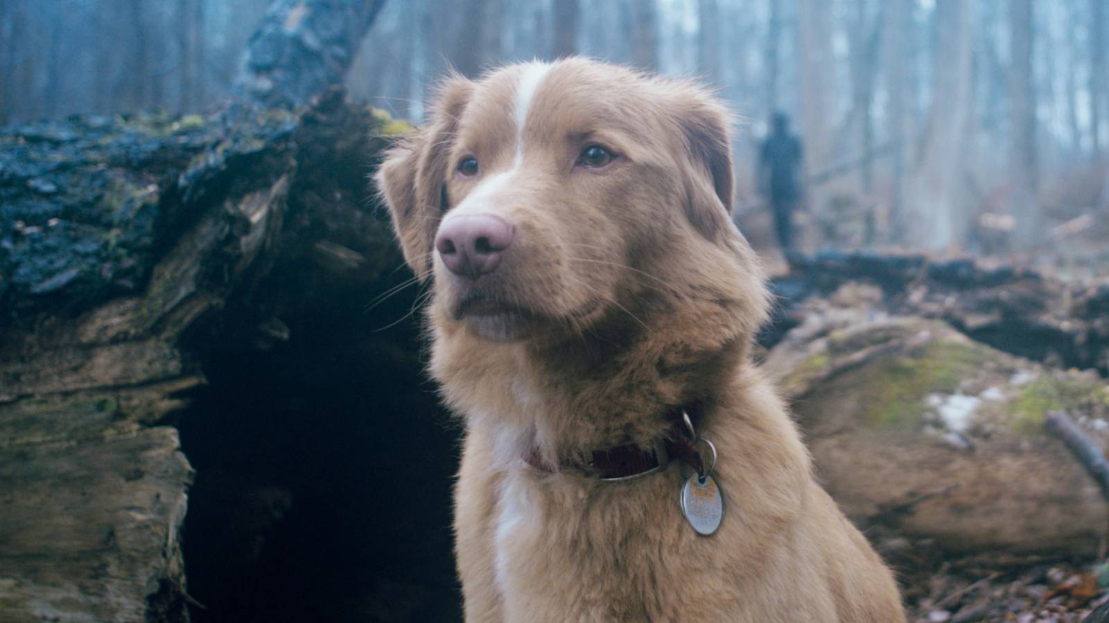 A dog in a misty forest in Good Boy