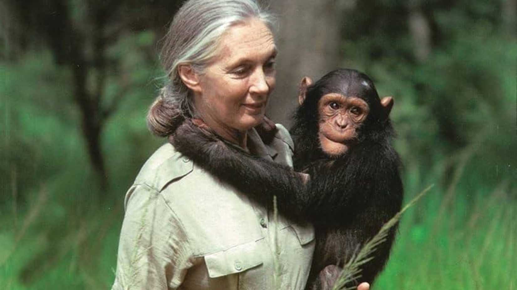 jane goodall with a chimp