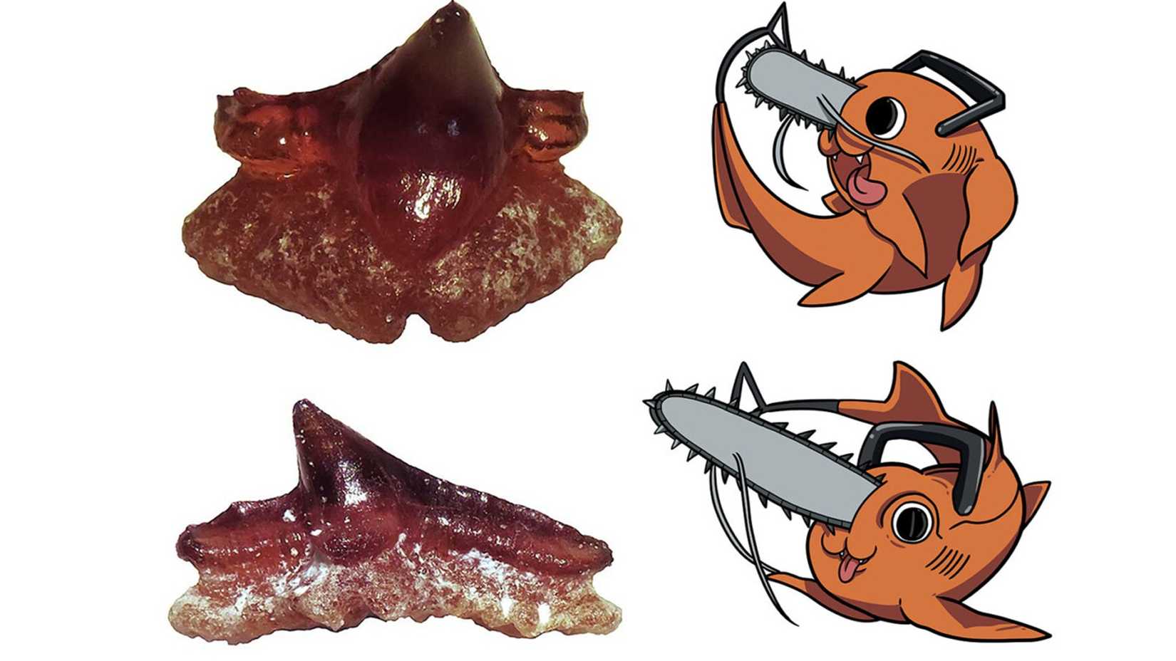 Pochita from Chainsaw Man as the prehistoric sawshark Pochitaserra patriciacanalae