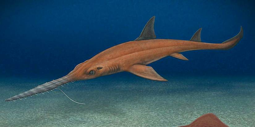 Reconstruction of Pochitaserra patriciacanalae drawn by Paleoartist Carlos Espinoza Bustos