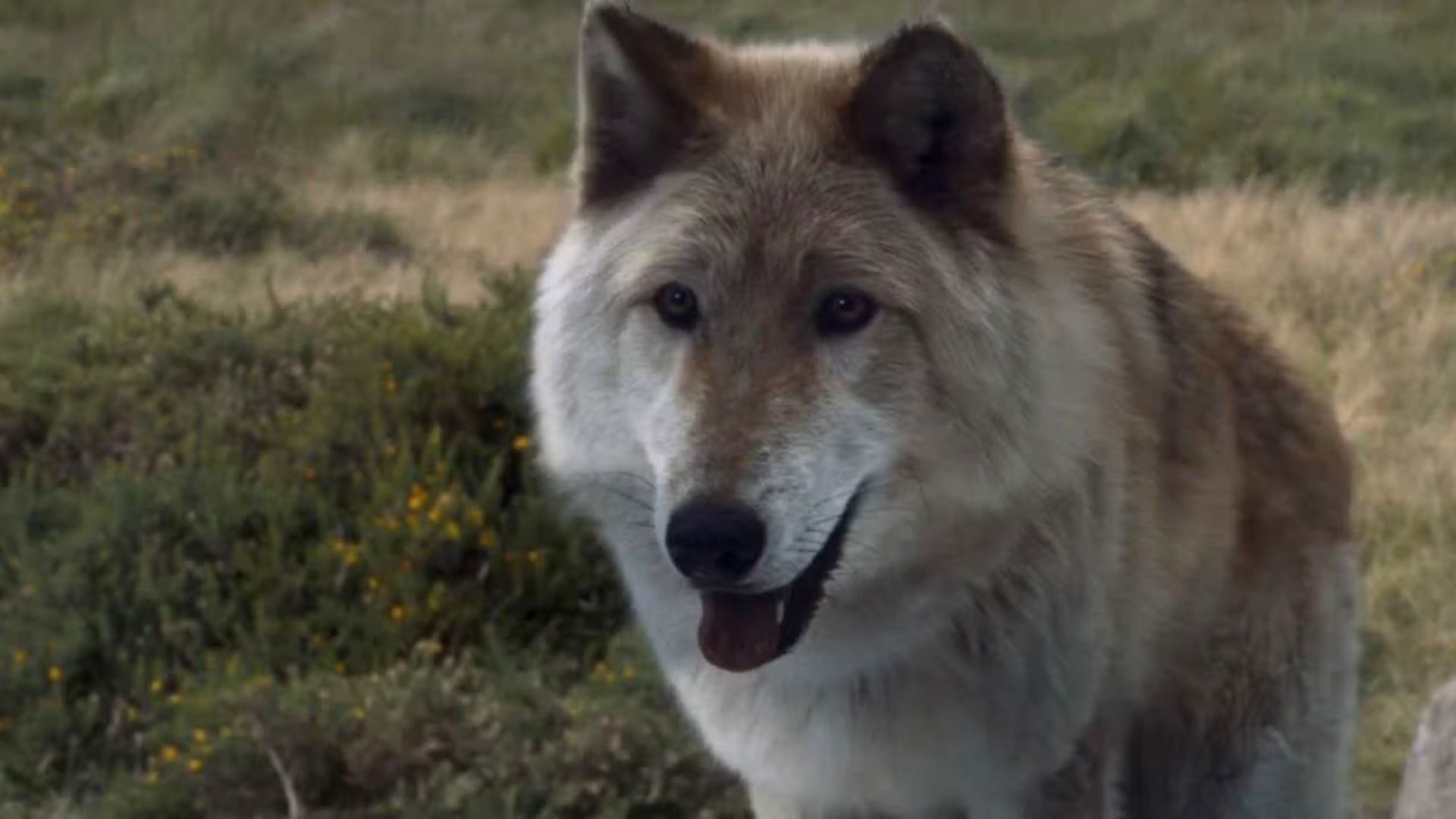 Two-Thirds Of Dog Breeds Discovered To Have Detectable Wolf DNA