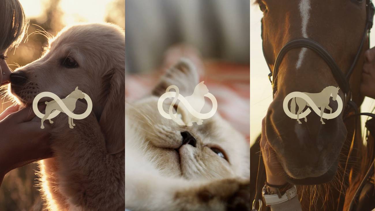 Viagen Cloning Expertise Examples