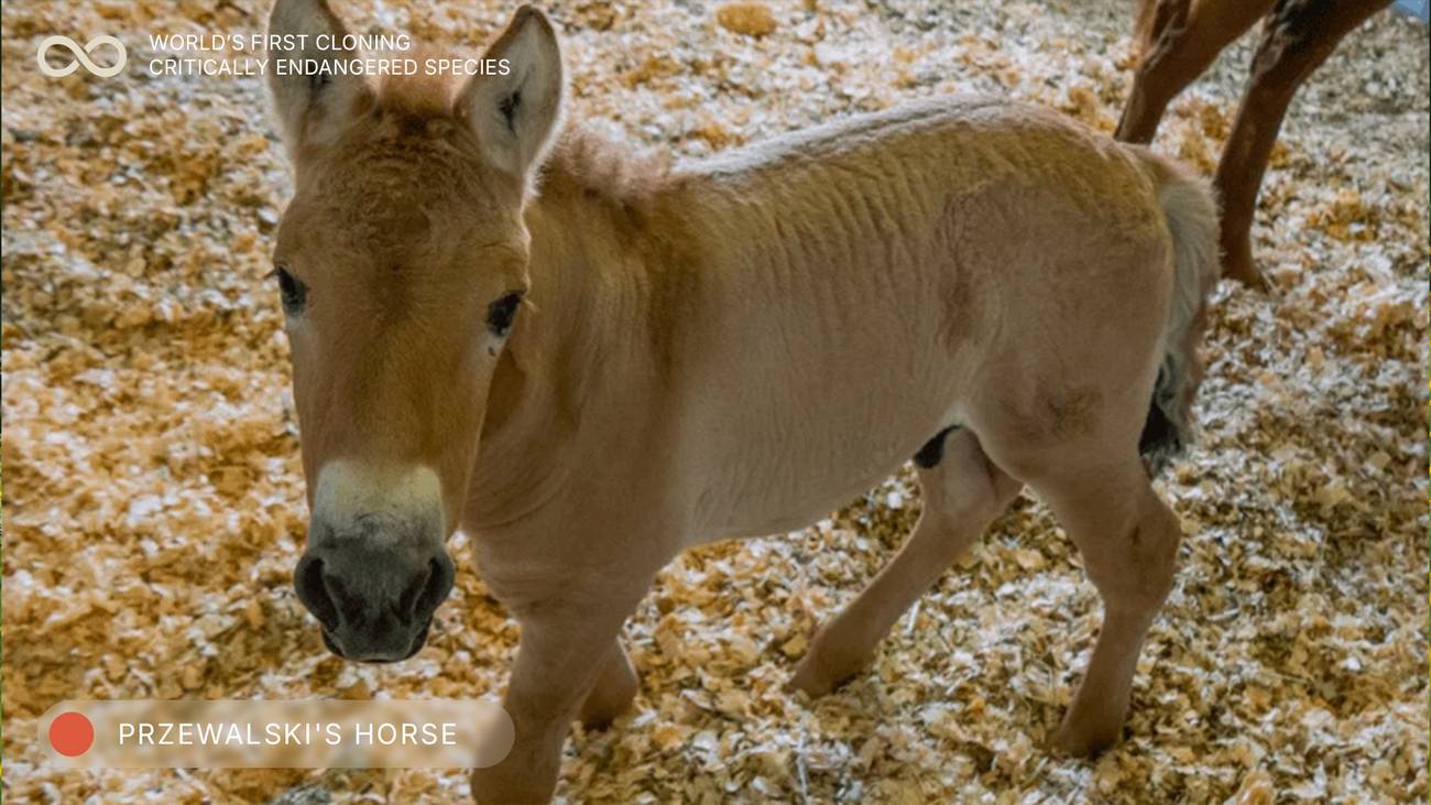 Viagen Cloning Przewalski Horse Kurt