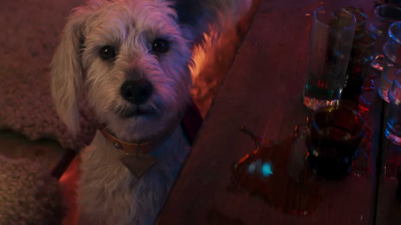 Krypto em um bar com Kara no trailer de Supergirl