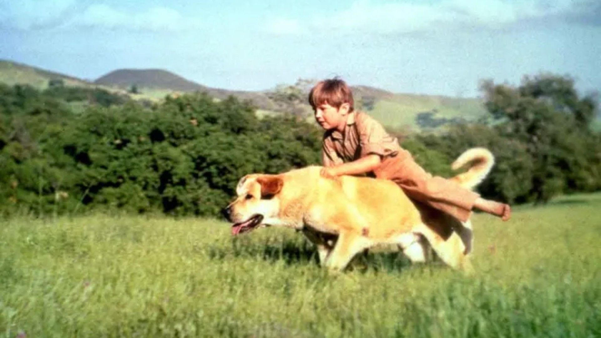 Ragazzo e cane in Old Yeller