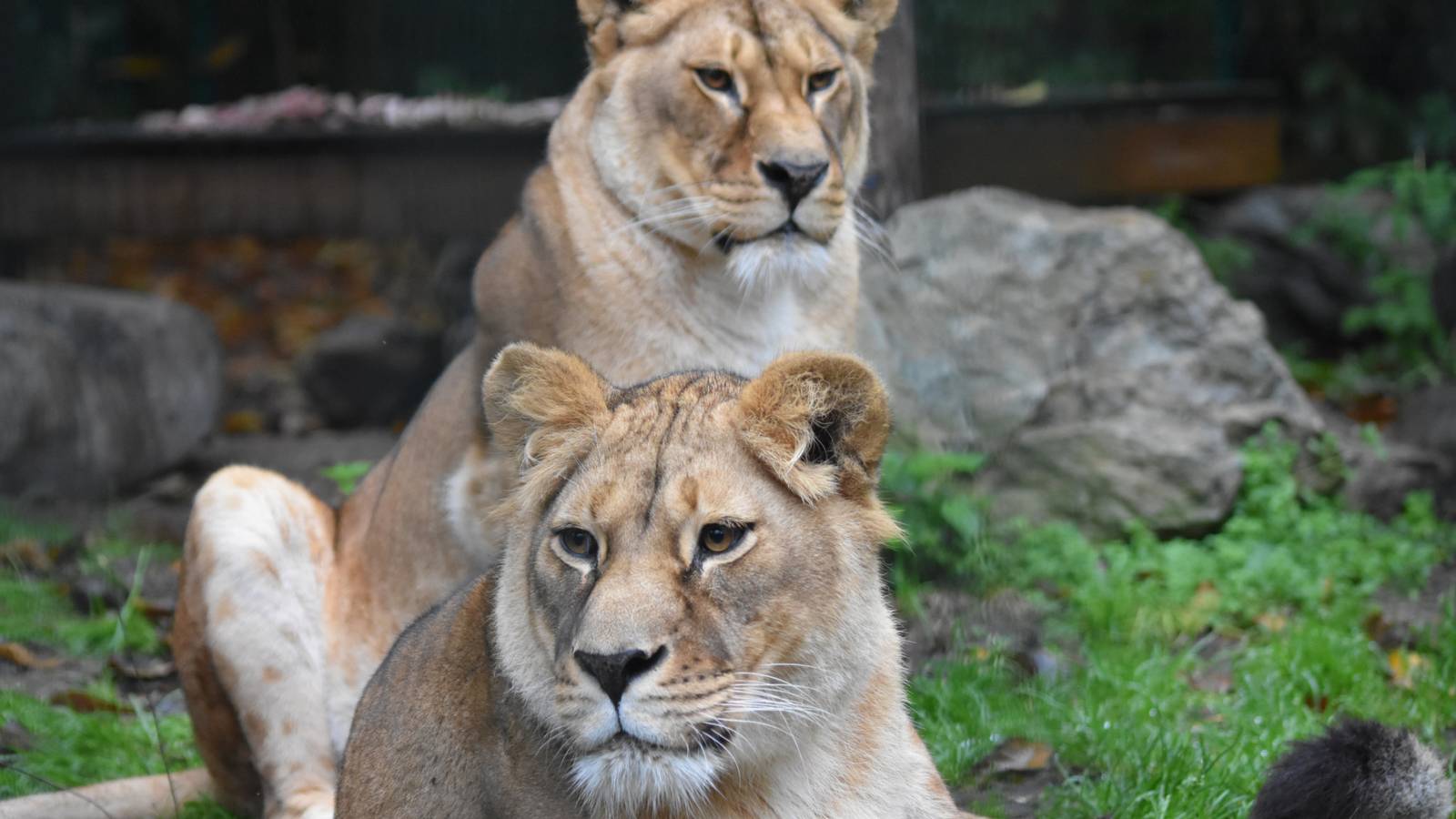 Two Lionesses Rescued From Ukraine Arrive At Scottish Zoo