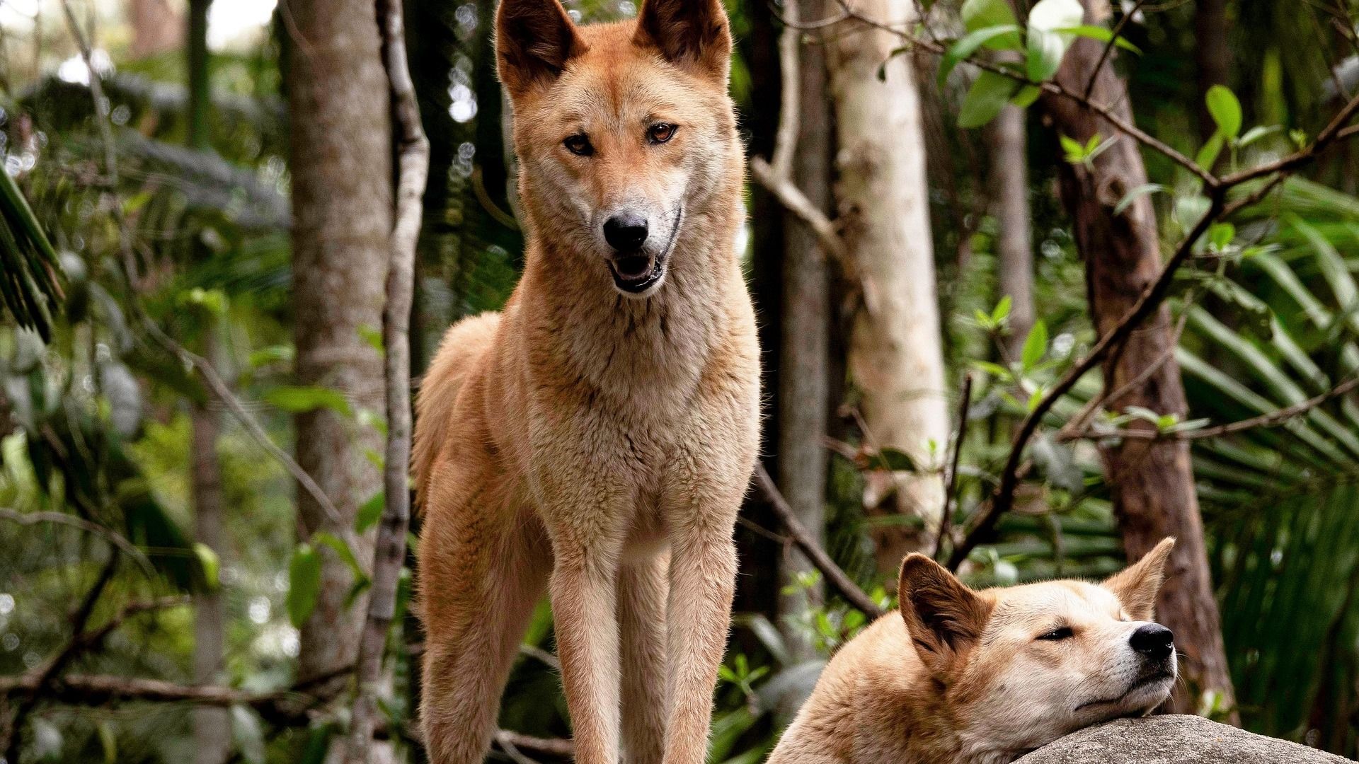 Dingoes wild dogs