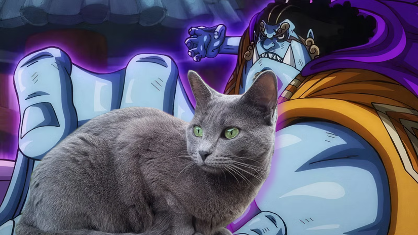 Chapeau de Paille One Piece Chats Jinbe Bleu Russe