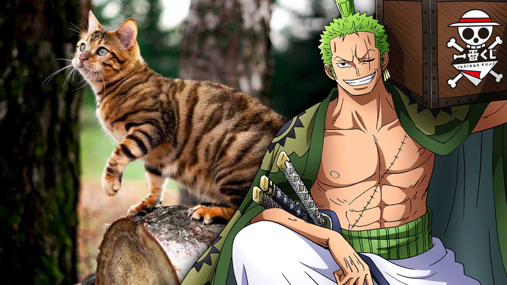 Chapeau de paille One Piece Chats Roronoa Zoro Toyger