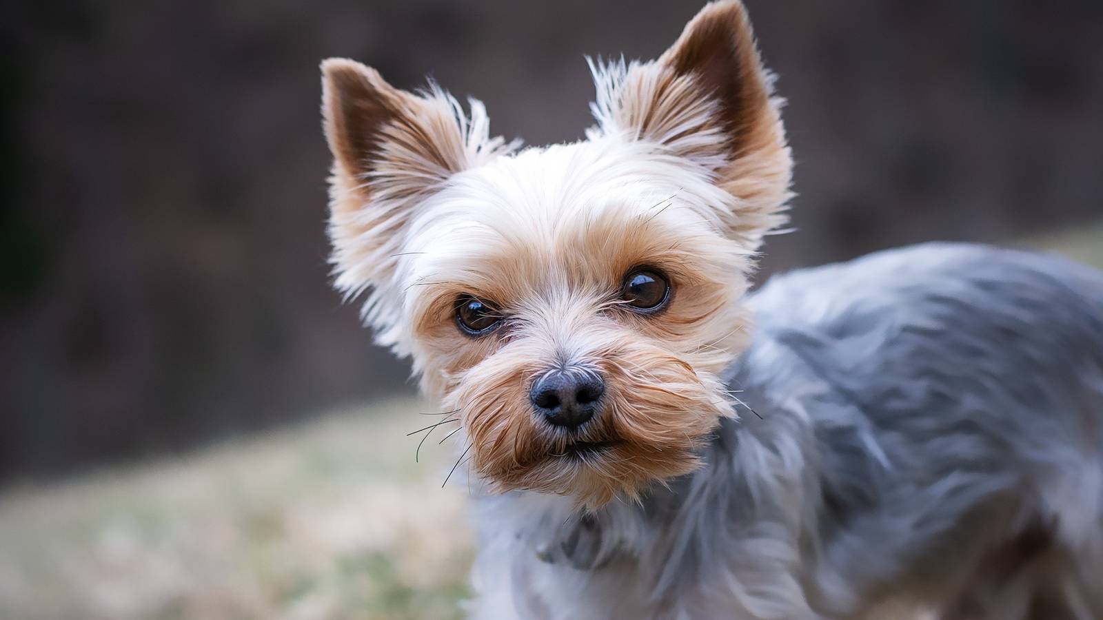 Teen Arrested for Social Media Prank Leading to Dog's Death