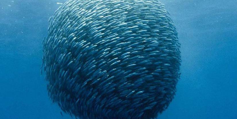 A ball of fish swimming in a circle in Oceans.