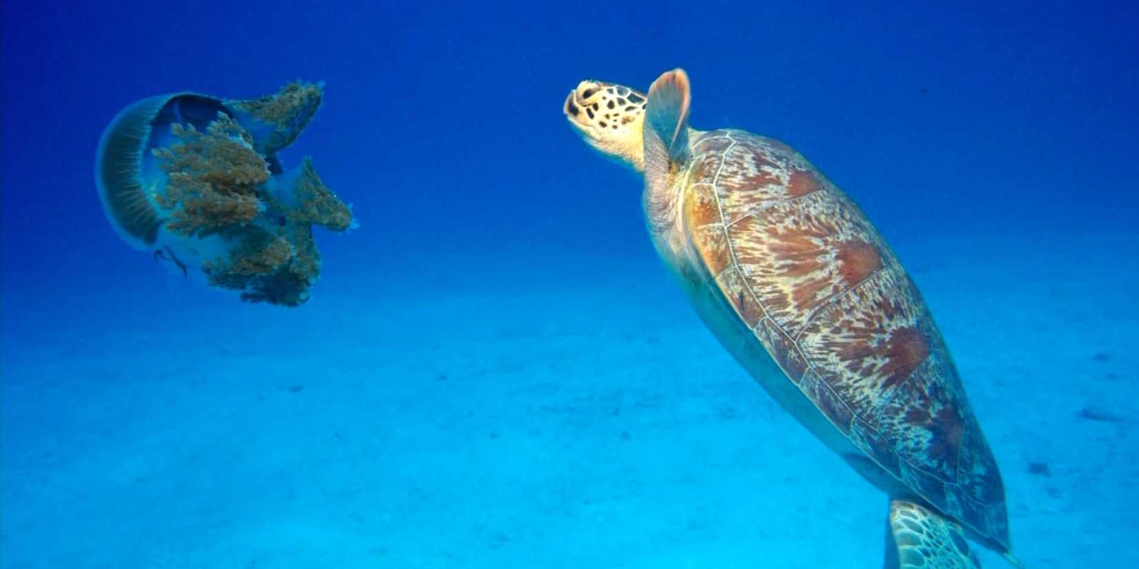 A sea turtle looking at a jellyfish in Deep Sea 3D.