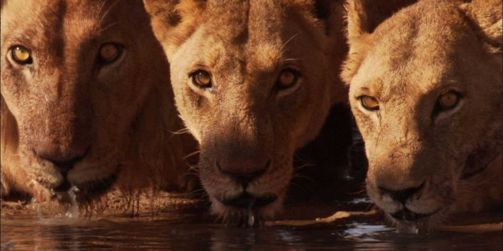 Three lions drinking from a pond in Earth.