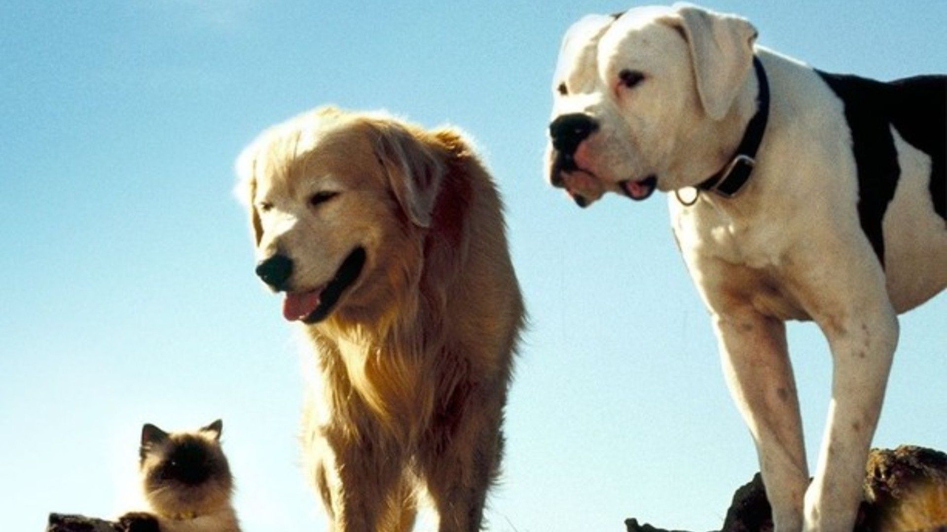 Os animais olhando de um penhasco em Homeward Bound