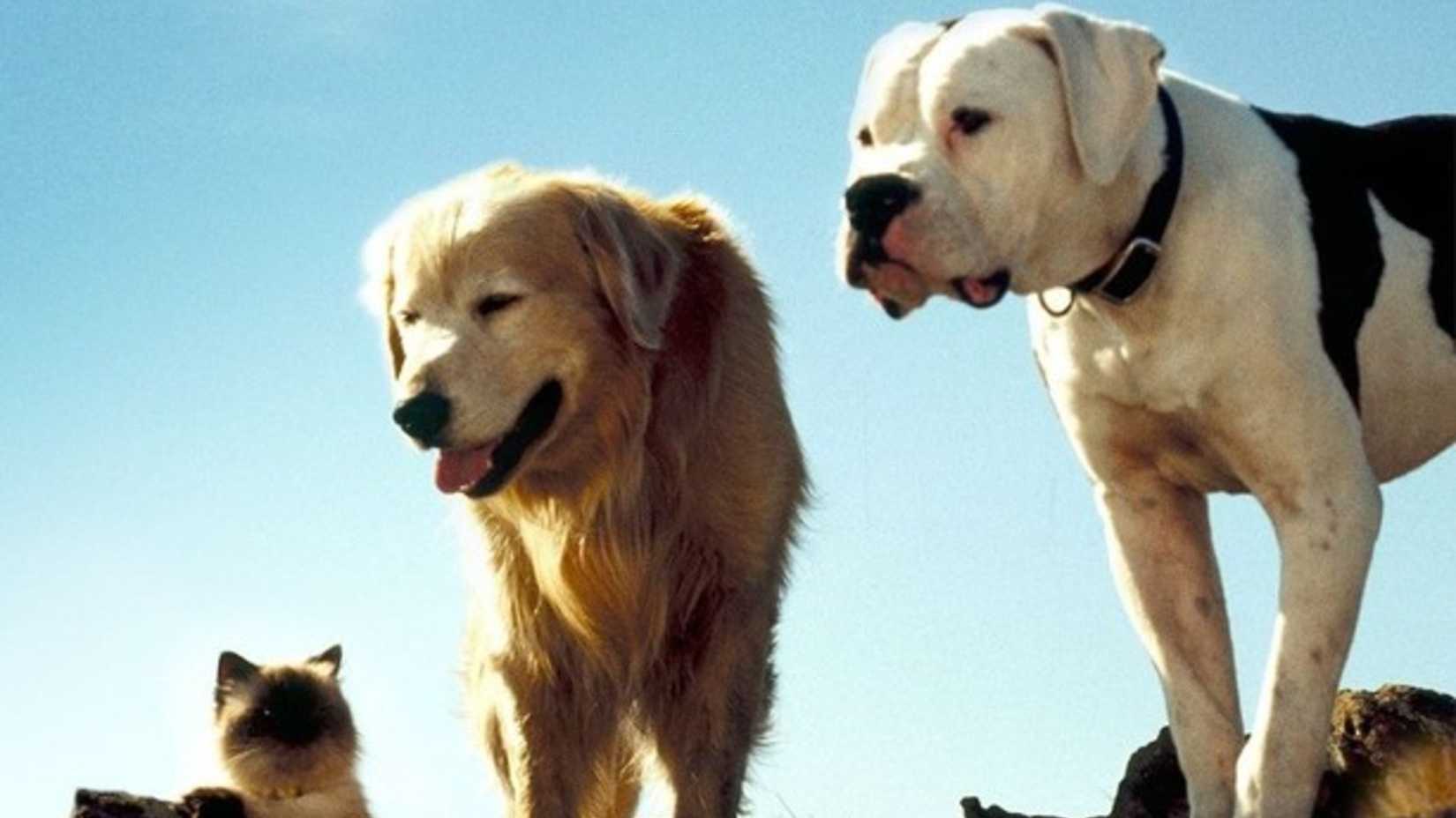 The pets looks over a cliff in Homeward Bound