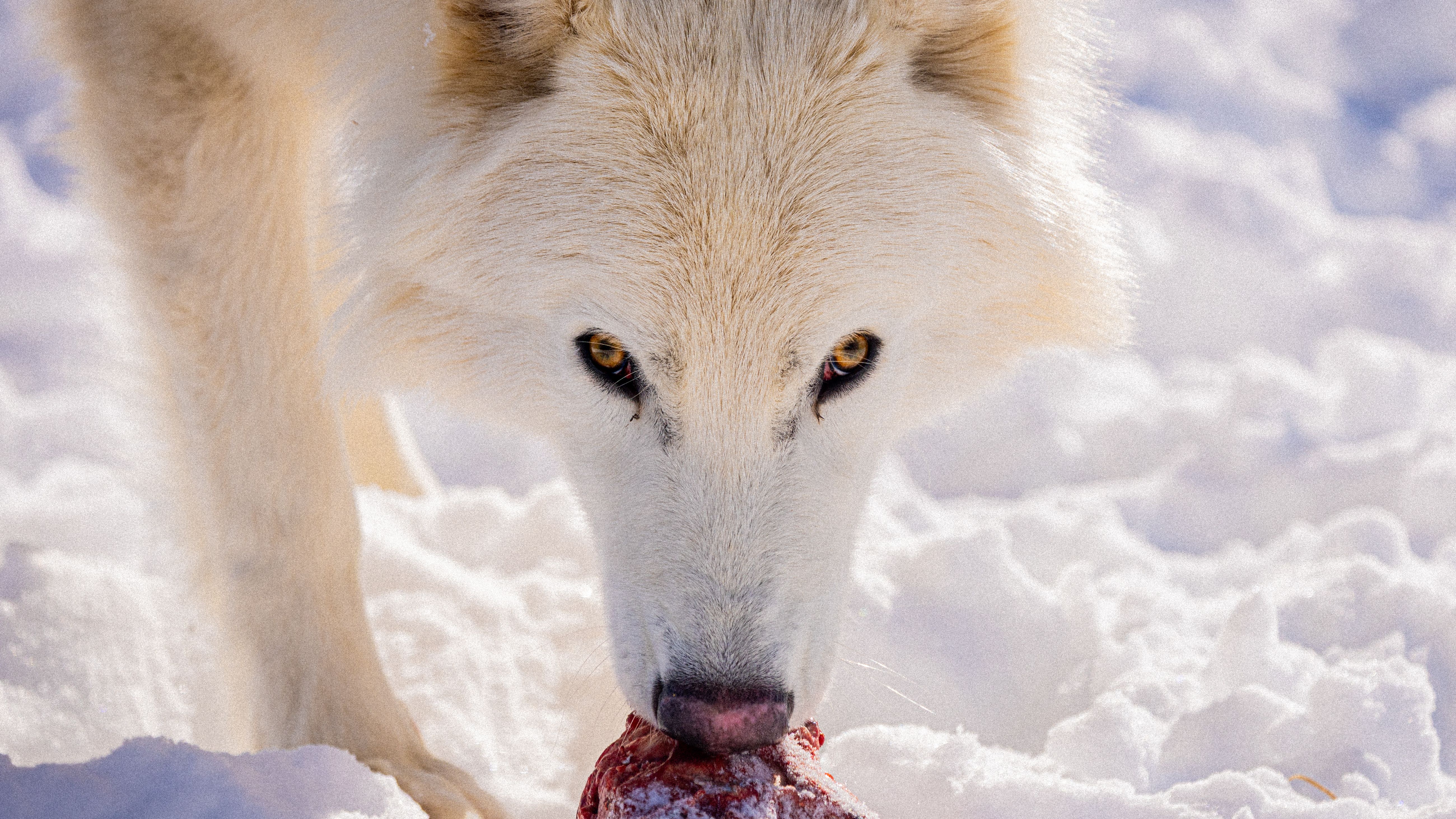 Remus Dire Wolf Update Colossal Feb 12 2026