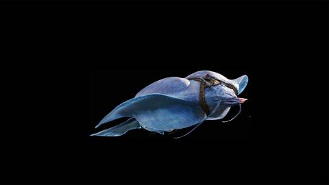 Stage 1 of building a scene with a flying creature in Avatar: Fire and Ash