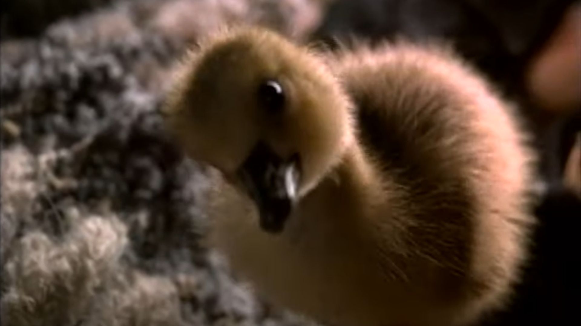 Close de um ganso olhando para a câmera em Fly Away Home
