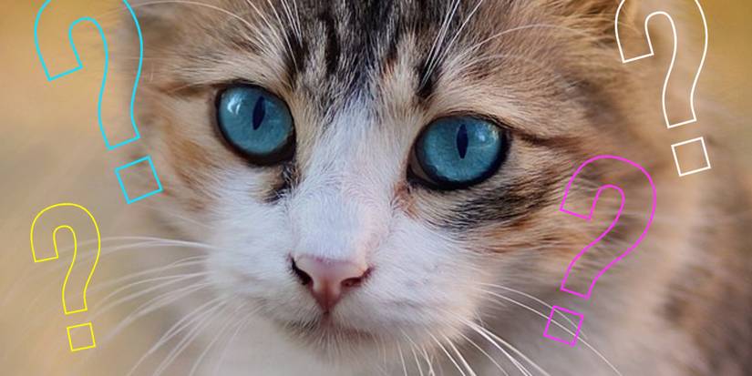 a cat feeling curious