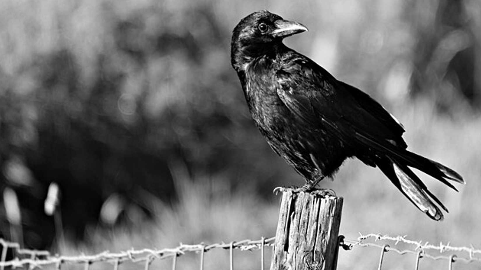 a creative commons image of a crow on a fence