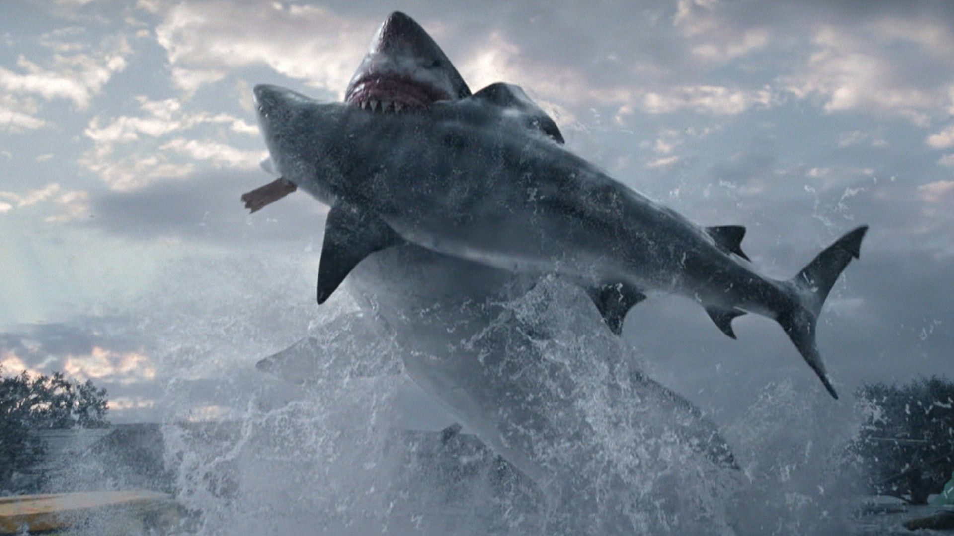 Great white shark eating bull shark in Thrash