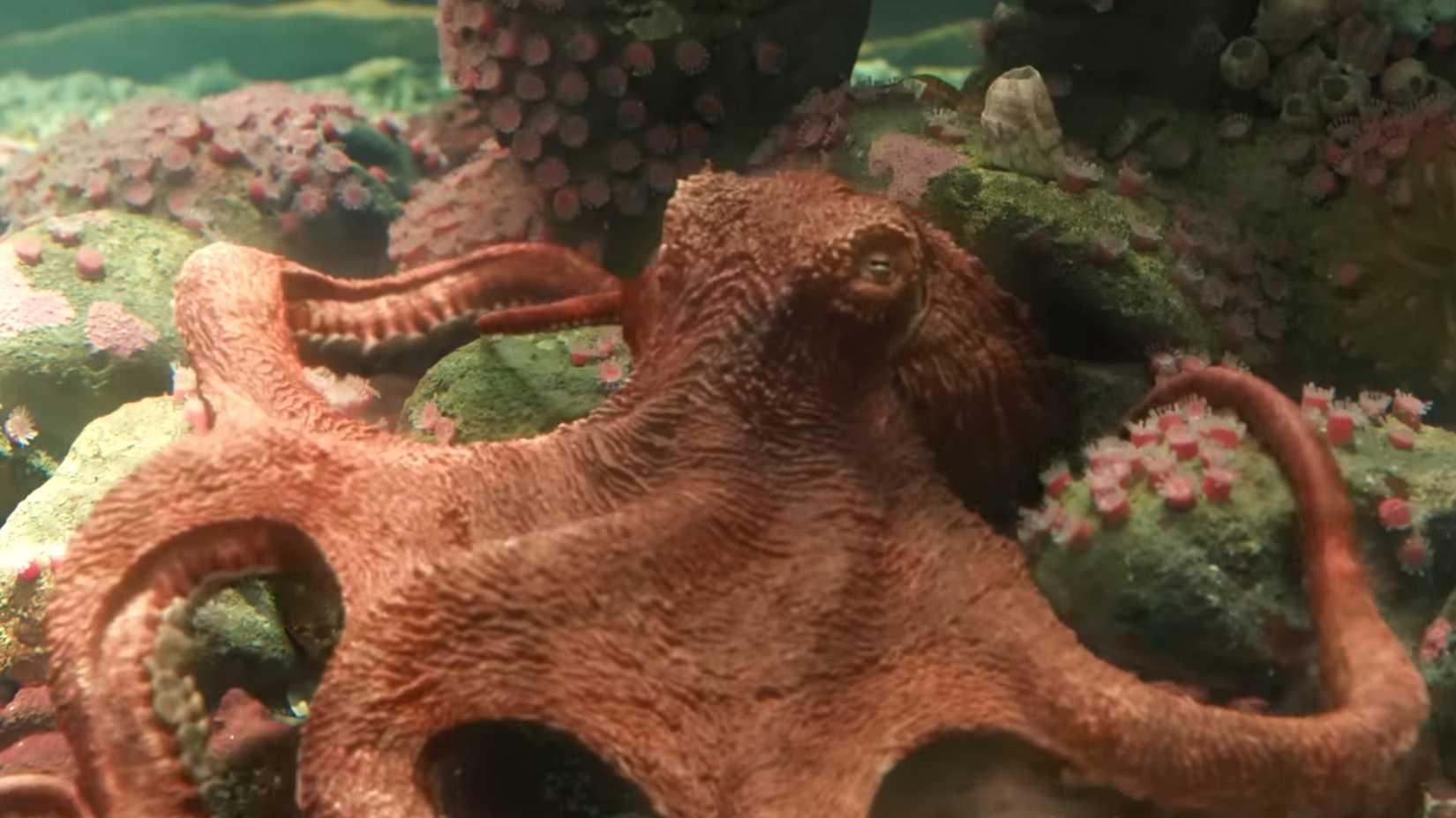 the octopus voiced by alfred molina in remarkably bright creatures