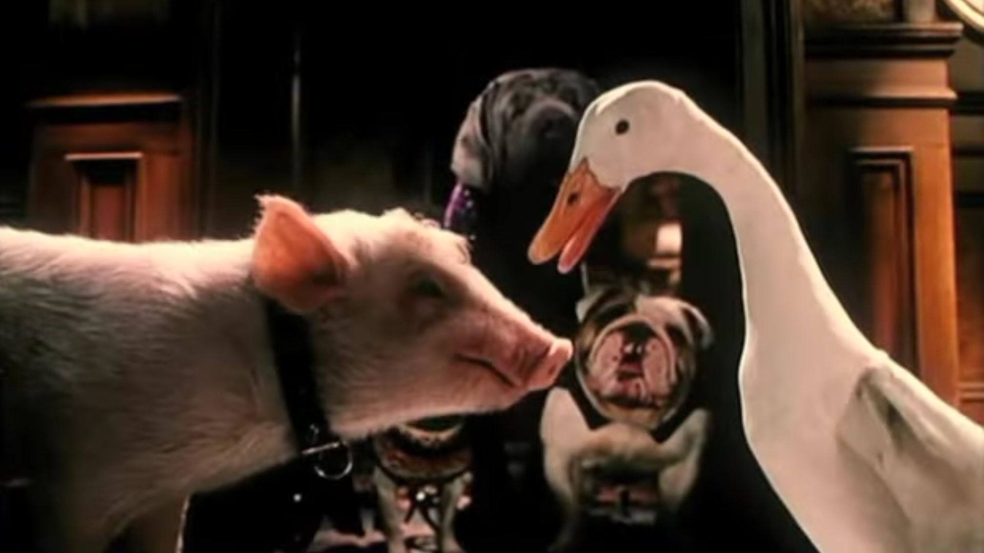 Babe conversando com um pato em Babe: Pig in the City